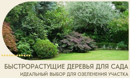 Быстрорастущие деревья для сада идеальный выбор в Краснотурьинске