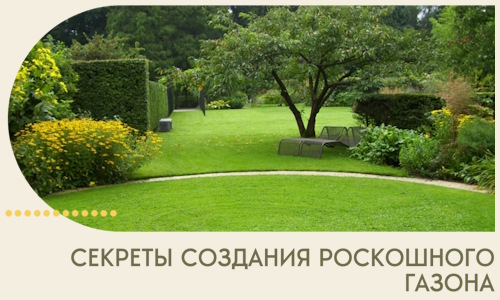 Секреты создания роскошного газона в Краснотурьинске